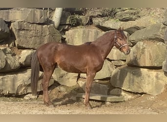 Westfaliano, Caballo castrado, 3 años, 160 cm, Alazán rojizo