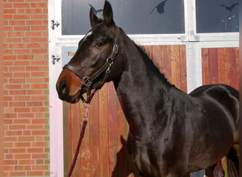 Westfaliano, Caballo castrado, 3 años, 160 cm