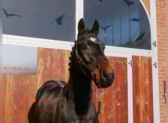 Westfaliano, Caballo castrado, 3 años, 160 cm