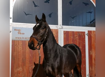 Westfaliano, Caballo castrado, 3 años, 160 cm