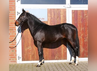 Westfaliano, Caballo castrado, 3 años, 160 cm