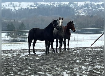 Westfaliano, Caballo castrado, 3 años, 160 cm, Morcillo