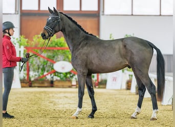 Westfaliano, Caballo castrado, 3 años, 162 cm, Castaño