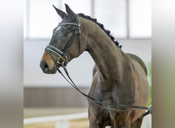 Westfaliano, Caballo castrado, 3 años, 162 cm, Castaño