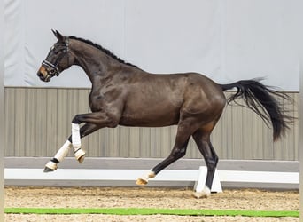 Westfaliano, Caballo castrado, 3 años, 162 cm, Castaño