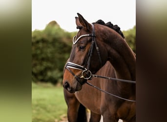 Westfaliano, Caballo castrado, 3 años, 163 cm, Castaño