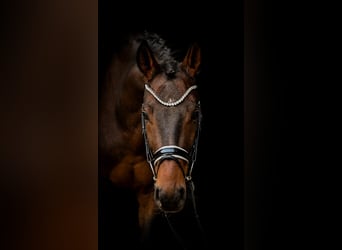 Westfaliano, Caballo castrado, 3 años, 163 cm, Castaño