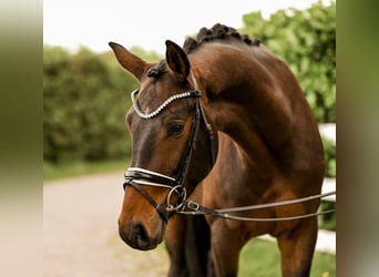 Westfaliano, Caballo castrado, 3 años, 163 cm, Castaño