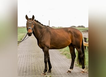 Westfaliano, Caballo castrado, 3 años, 163 cm, Castaño