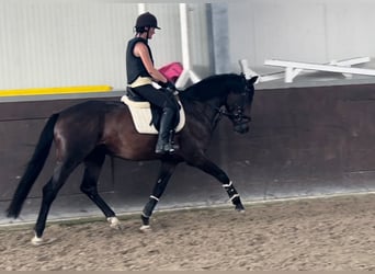 Westfaliano, Caballo castrado, 3 años, 163 cm, Castaño