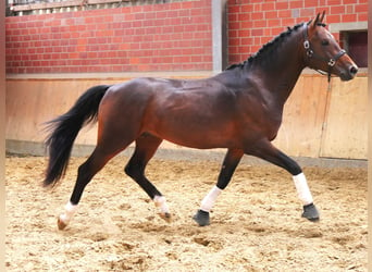 Westfaliano, Caballo castrado, 3 años, 163 cm, Castaño oscuro