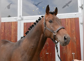 Westfaliano, Caballo castrado, 3 años, 163 cm, Castaño oscuro