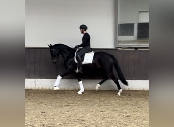 Westfaliano, Caballo castrado, 3 años, 163 cm, Morcillo
