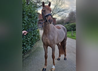 Westfaliano, Caballo castrado, 3 años, 164 cm, Alazán