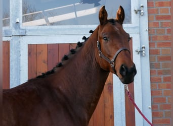 Westfaliano, Caballo castrado, 3 años, 164 cm