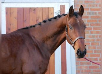 Westfaliano, Caballo castrado, 3 años, 164 cm