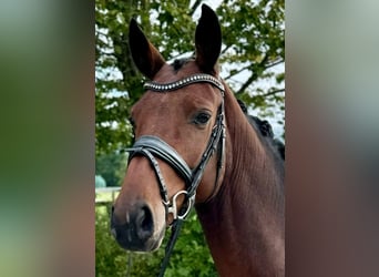 Westfaliano, Caballo castrado, 3 años, 164 cm, Castaño