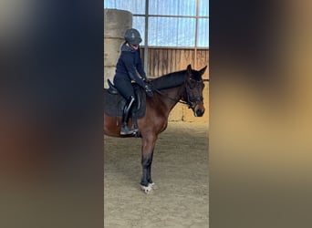 Westfaliano, Caballo castrado, 3 años, 164 cm, Castaño
