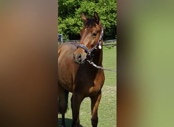 Westfaliano, Caballo castrado, 3 años, 164 cm, Castaño
