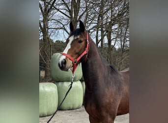 Westfaliano, Caballo castrado, 3 años, 164 cm, Castaño