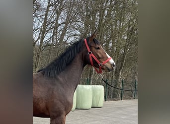 Westfaliano, Caballo castrado, 3 años, 164 cm, Castaño