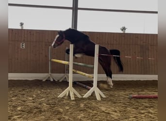 Westfaliano, Caballo castrado, 3 años, 164 cm, Castaño