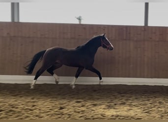 Westfaliano, Caballo castrado, 3 años, 164 cm, Castaño