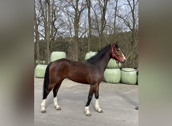 Westfaliano, Caballo castrado, 3 años, 164 cm, Castaño