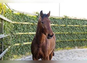Westfaliano, Caballo castrado, 3 años, 164 cm, Castaño