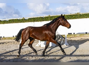 Westfaliano, Caballo castrado, 3 años, 164 cm, Castaño