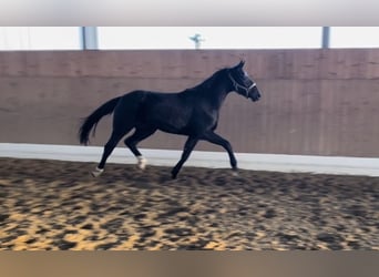 Westfaliano, Caballo castrado, 3 años, 164 cm, Castaño oscuro