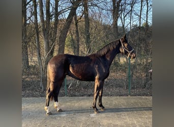 Westfaliano, Caballo castrado, 3 años, 164 cm, Castaño oscuro