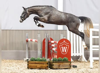 Westfaliano, Caballo castrado, 3 años, 164 cm, Tordo