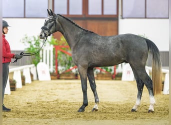 Westfaliano, Caballo castrado, 3 años, 164 cm, Tordo