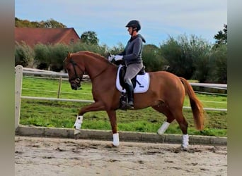 Westfaliano, Caballo castrado, 3 años, 165 cm, Alazán