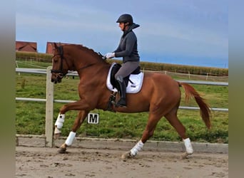 Westfaliano, Caballo castrado, 3 años, 165 cm, Alazán