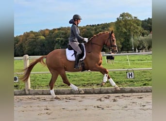 Westfaliano, Caballo castrado, 3 años, 165 cm, Alazán