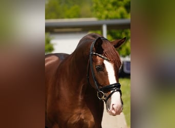 Westfaliano, Caballo castrado, 3 años, 165 cm, Alazán-tostado