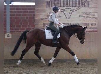 Westfaliano, Caballo castrado, 3 años, 165 cm, Castaño