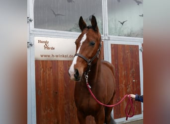 Westfaliano, Caballo castrado, 3 años, 165 cm, Castaño