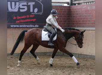 Westfaliano, Caballo castrado, 3 años, 165 cm, Castaño