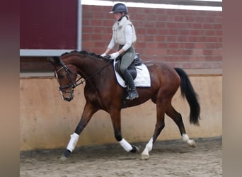 Westfaliano, Caballo castrado, 3 años, 165 cm, Castaño