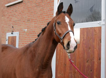 Westfaliano, Caballo castrado, 3 años, 165 cm, Castaño