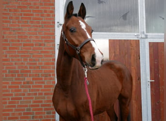 Westfaliano, Caballo castrado, 3 años, 165 cm, Castaño