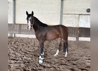 Westfaliano, Caballo castrado, 3 años, 165 cm, Castaño