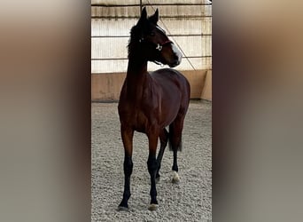 Westfaliano, Caballo castrado, 3 años, 165 cm, Castaño