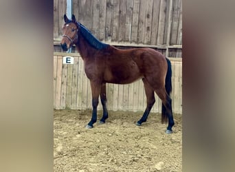 Westfaliano, Caballo castrado, 3 años, 165 cm, Castaño