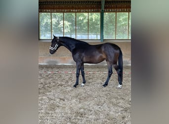 Westfaliano, Caballo castrado, 3 años, 165 cm, Castaño oscuro