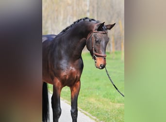 Westfaliano, Caballo castrado, 3 años, 165 cm, Castaño oscuro