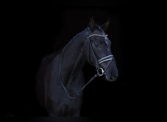 Westfaliano, Caballo castrado, 3 años, 165 cm, Musgo